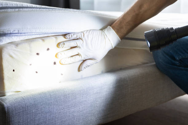 Best Residential Pest Control  in Lincoln Park, MI