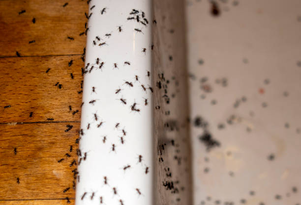 Best Rat Extermination Near Me  in Lincoln Park, MI