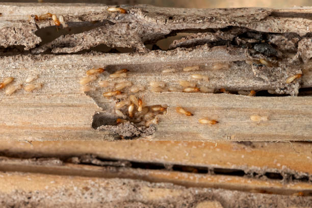 Best Cockroach Control Services  in Lincoln Park, MI