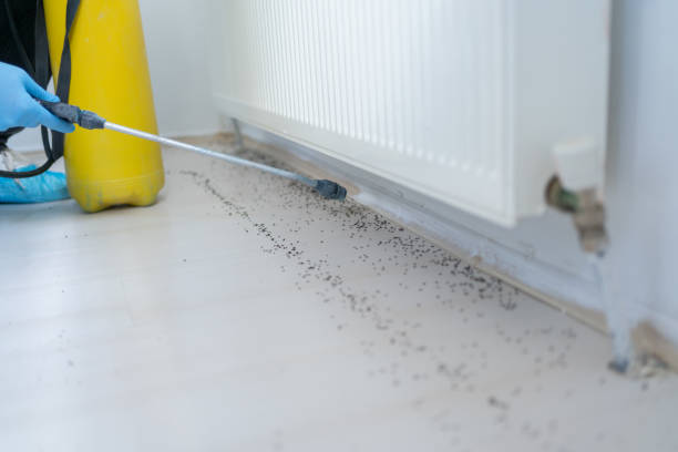 Best Wasp Removal Services  in Lincoln Park, MI